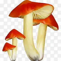 �ֻ�Ģ��-������