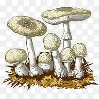 手绘蘑菇 食物 草菇 植物 食品-空若网 手绘蘑菇 食物 草菇 植物 食品-空若网