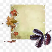 实物枫叶树叶红叶-空若网 实物枫叶树叶红叶-空若网