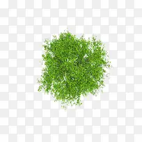 ¸©ÊÓÏãÕÁÊ÷Ê÷¶¥-¿ÕÈôÍø ¸©ÊÓÏãÕÁÊ÷Ê÷¶¥-¿ÕÈôÍø