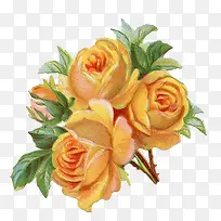 橙色玫瑰-空若网 橙色玫瑰-空若网