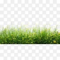 春天绿色装饰小草-空若网 春天绿色装饰小草-空若网