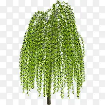 绿树-空若网 绿树-空若网