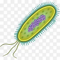 矢量图绿色植物细胞图-空若网 矢量图绿色植物细胞图-空若网