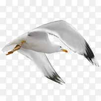 飞翔的海鸥-空若网 飞翔的海鸥-空若网