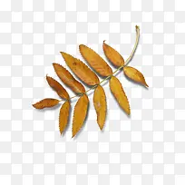 ��Ҷ-������