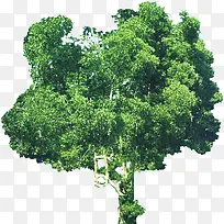 ���͸��ï�ܵĴ���-������