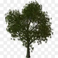 大树立面树茂密的树-空若网 大树立面树茂密的树-空若网