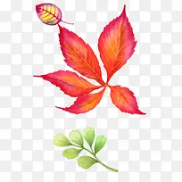 �ֻ���Ҷ-������