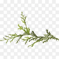 ��ɫ��֦-������