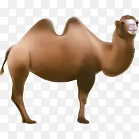 咖啡色简约骆驼-空若网 咖啡色简约骆驼-空若网