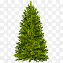 矢量杉树-空若网 矢量杉树-空若网