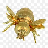 黄金小黄蜂免抠素材-空若网 黄金小黄蜂免抠素材-空若网