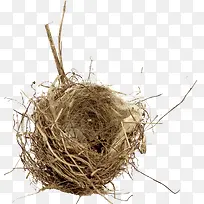 ÄñÎÑʵÎïͼ-¿ÕÈôÍø ÄñÎÑʵÎïͼ-¿ÕÈôÍø