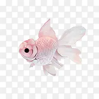 手绘金鱼-空若网 手绘金鱼-空若网