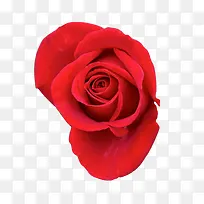 蔷薇科花卉植物-空若网 蔷薇科花卉植物-空若网