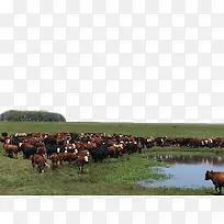 农场牛群-空若网 农场牛群-空若网