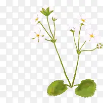 手绘绿叶白色满天星-空若网 手绘绿叶白色满天星-空若网