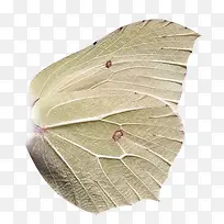 蝴蝶翅膀-空若网 蝴蝶翅膀-空若网