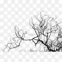 ��֦-������