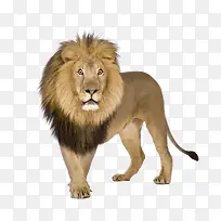 狮子-空若网 狮子-空若网
