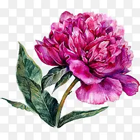 ��ɫĵ����-������