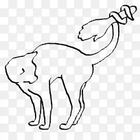 萨凡纳猫兔宠物须-癌症-空若网 萨凡纳猫兔宠物须-癌症-空若网