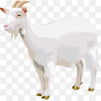 白色山羊-空若网 白色山羊-空若网