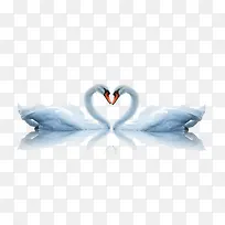 爱心白天鹅免费下载-空若网 爱心白天鹅免费下载-空若网
