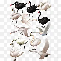 天鹅专辑-空若网 天鹅专辑-空若网