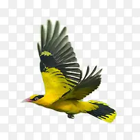 飞翔的美丽鸟儿-空若网 飞翔的美丽鸟儿-空若网