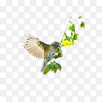 飞翔的美丽小鸟-空若网 飞翔的美丽小鸟-空若网