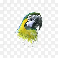 矢量鹦鹉-空若网 矢量鹦鹉-空若网