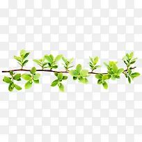 绿色叶子-空若网 绿色叶子-空若网