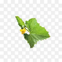 水果的叶子-空若网 水果的叶子-空若网