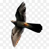 ���ﲼ����-������