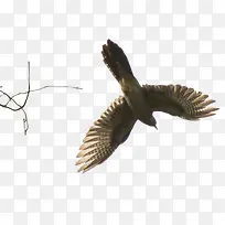 ���ﲼ����-������