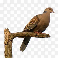 ���ﲼ����-������