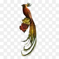 彩色布谷鸟-空若网 彩色布谷鸟-空若网