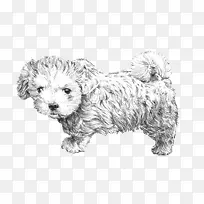 ��ɫ̩��С��-������