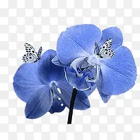 ¿¨Í¨×°ÊÎËØ²ÄÊֻ滨²ÝËØ²Ä-¿ÕÈôÍø ¿¨Í¨×°ÊÎËØ²ÄÊֻ滨²ÝËØ²Ä-¿ÕÈôÍø