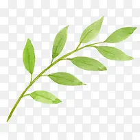 ��ɫ��֦-������