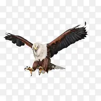 飞翔的老鹰-空若网 飞翔的老鹰-空若网