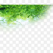 ÂÌÊ÷ÃÀ¾°ÃλÃÉϵ-¿ÕÈôÍø ÂÌÊ÷ÃÀ¾°ÃλÃÉϵ-¿ÕÈôÍø