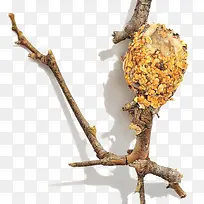 枯萎的树枝-空若网 枯萎的树枝-空若网