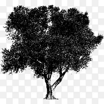 ��֦��Ӱ-������