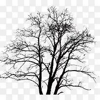 光秃的树枝-空若网 光秃的树枝-空若网