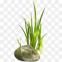 绿草和石头-空若网 绿草和石头-空若网
