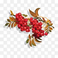 矢量野果子-空若网 矢量野果子-空若网