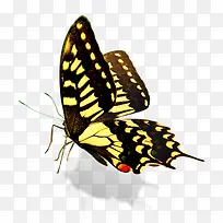 蝴蝶-空若网 蝴蝶-空若网